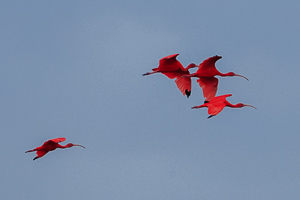 Flock of Scarlet Ibis, Caroni Swamp, Trinidad